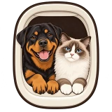 Rottweiler and Ragdoll in an airplane window